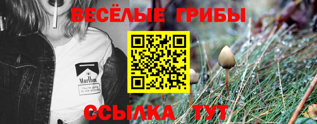 Галлюциногенные грибы Psilocybe Александров
